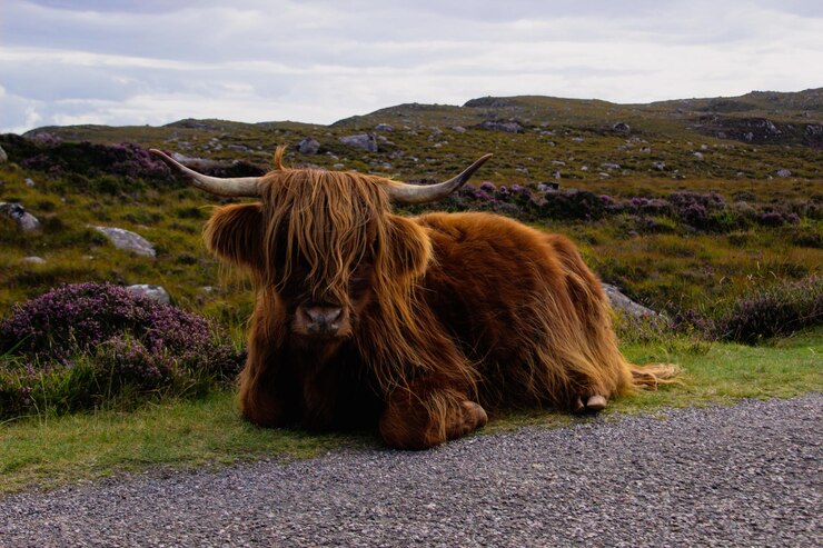 Scottish Highland