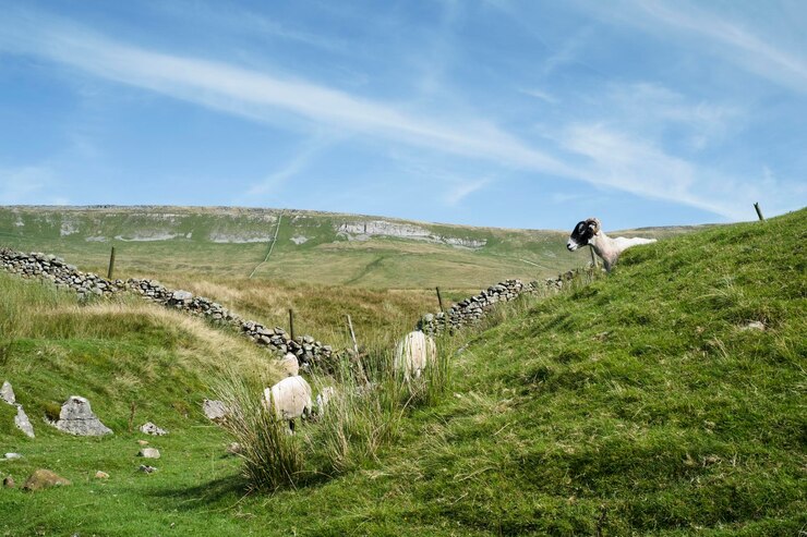 Yorkshire Dales Discovery