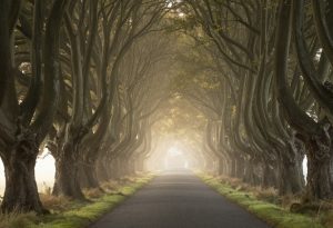 The Dark Hedges, Northern Ireland